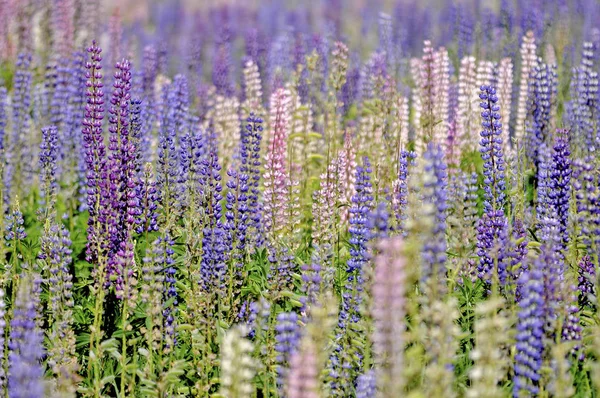 Blommande Lupin Ängsflora — Stockfoto