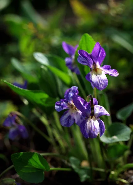 紫罗兰花瓣 — 图库照片