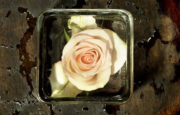 Váza Rózsával Felülről — Stock Fotó