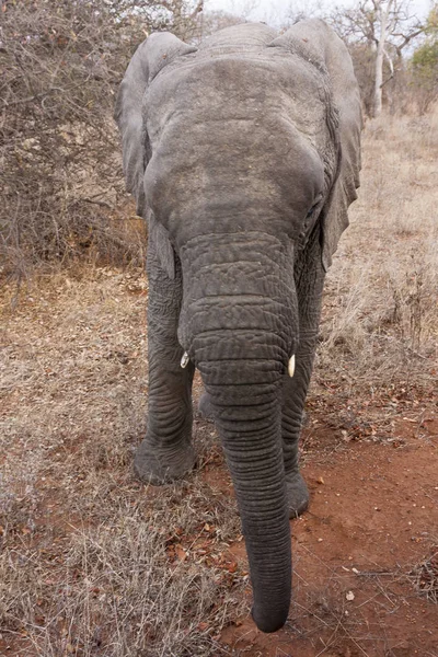 Ελέφαντας Loxodonta Africana Στη Νότια Αφρική — Φωτογραφία Αρχείου