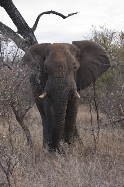 Elfant Loxodonta Africana Busken Sydafrika — Stockfoto