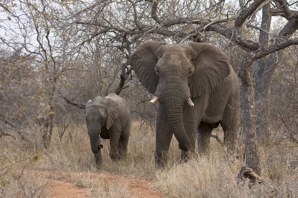 Elefante Africano Mamífero Grande — Foto de Stock