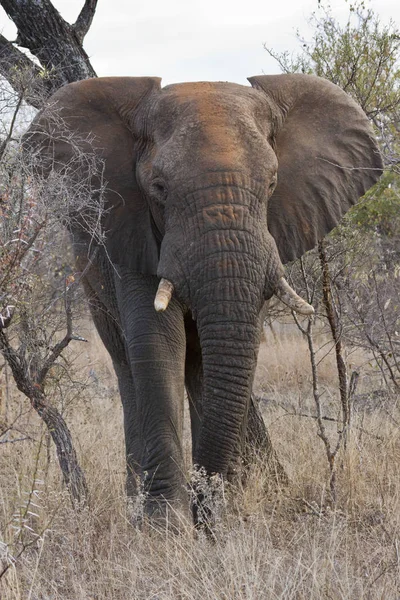 Αφρικανικό Ζώο Ελέφαντα Μεγάλο Θηλαστικό — Φωτογραφία Αρχείου