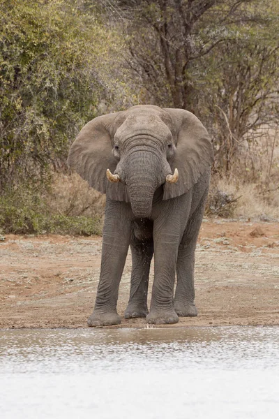 Elefante Loxodonta Africana Abrevadero — Foto de Stock