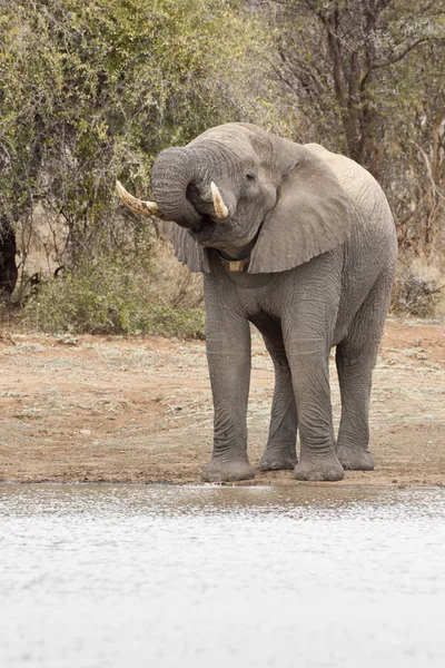 Ελέφαντας Loxodonta Africana Στο Νερόλακκο — Φωτογραφία Αρχείου