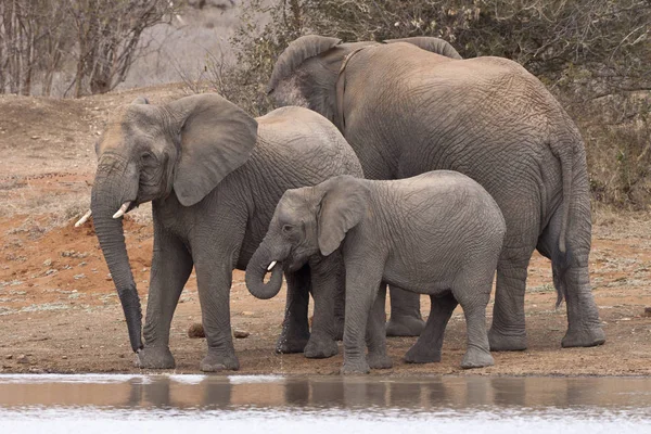 Família Elefantes Loxodonta Africana Poço — Fotografia de Stock