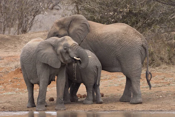 Família Elefantes Loxodonta Africana Poço — Fotografia de Stock