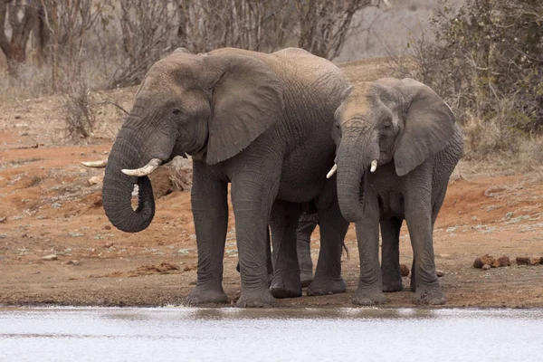 Família Elefantes Loxodonta Africana Poço — Fotografia de Stock