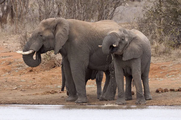 Família Elefantes Loxodonta Africana Poço — Fotografia de Stock