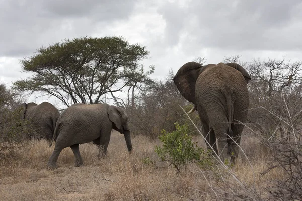 Африканський Слон Великий Ссавець — стокове фото