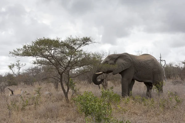 Afrikanska Elefantdjur Stora Däggdjur — Stockfoto