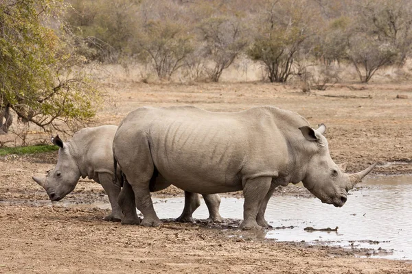 Africké Zvíře Nosorožec Fauna — Stock fotografie