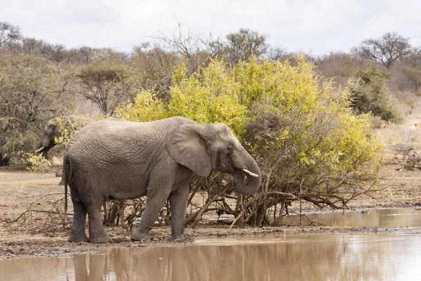 Elefante Loxodonta Africana Buraco Rega — Fotografia de Stock