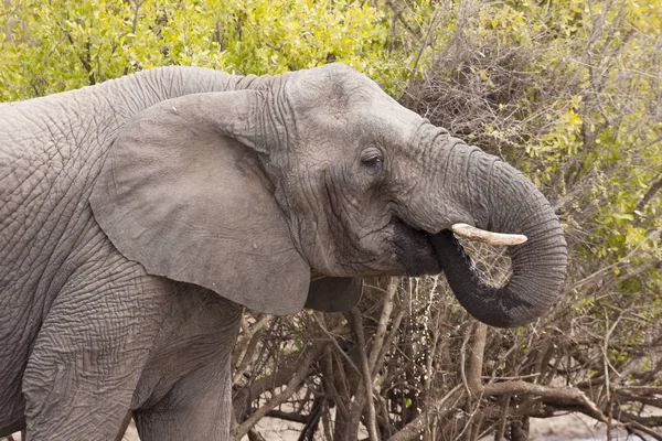 Afrikanisches Elefantentier Großes Säugetier — Stockfoto