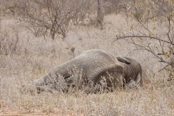 Animal Elefante Africano Mamífero Grande — Fotografia de Stock