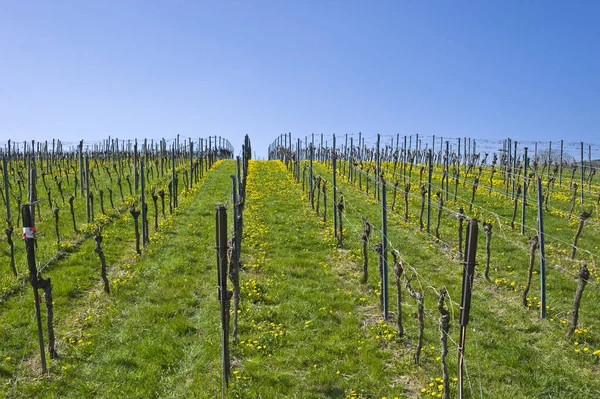 Weinhang Gleiszellen Gleishorbach Rota Vinho Alemão Palatinado Rineland Palatinado Alemanha — Fotografia de Stock