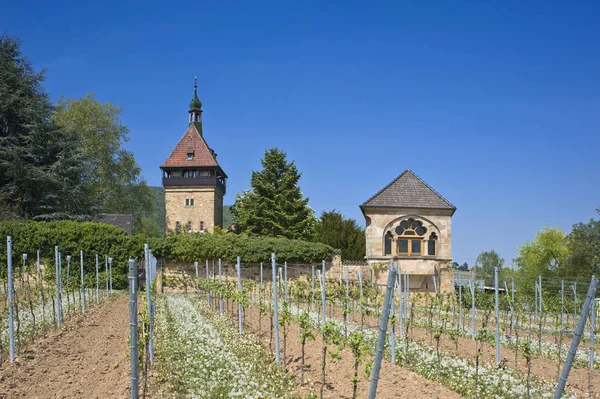 Geilweilerhof Institute Vine Breeding Siebeldingen German Also Southern Wine Route — Stock Photo, Image