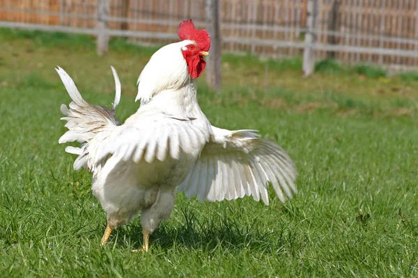 Pollame Domestico Nell Azienda Agricola — Foto Stock