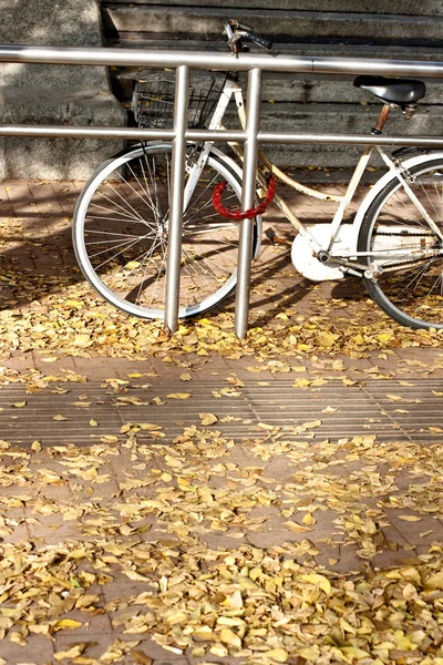 Parking Vélos Sur Tapis Feuilles Séchées — Photo