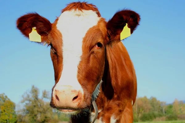 Πολύχρωμη Αγελάδα Holstein Bos Ιδιοφυΐα Διασημότητα — Φωτογραφία Αρχείου