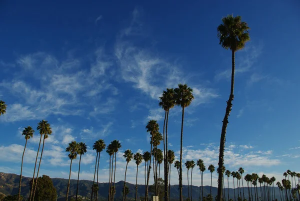 Palmas Santa Barbara California — Foto de Stock