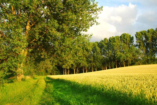 Schöne Aussicht Auf Die Natur — Stockfoto