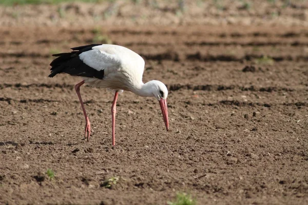 Aussichtsreiche Aussicht Auf Weißstorch Wilder Natur — Stockfoto