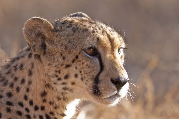 Gepardin Portréja Acinonyx Jubatus — Stock Fotó