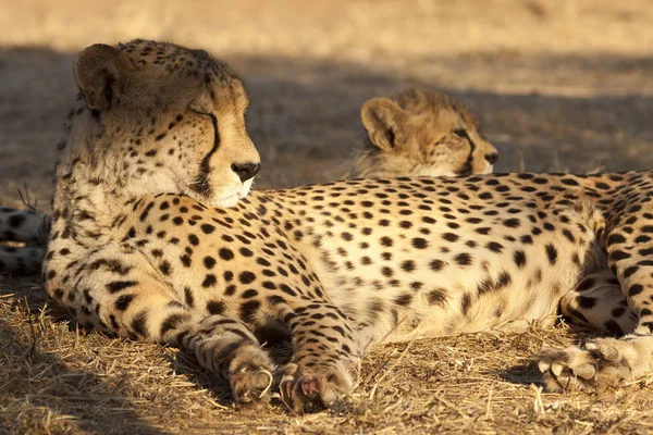 Afrikansk Fläckig Gepard Rovdjur Stor Katt — Stockfoto