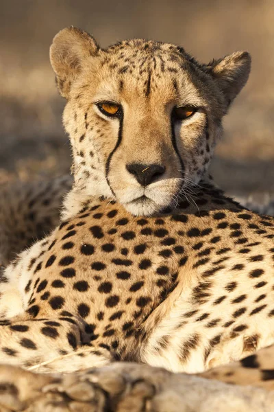 Guepardo Africano Manchado Depredador Gato Grande — Foto de Stock