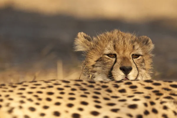 Benekli Afrika Çitası Yırtıcı Büyük Kedi — Stok fotoğraf