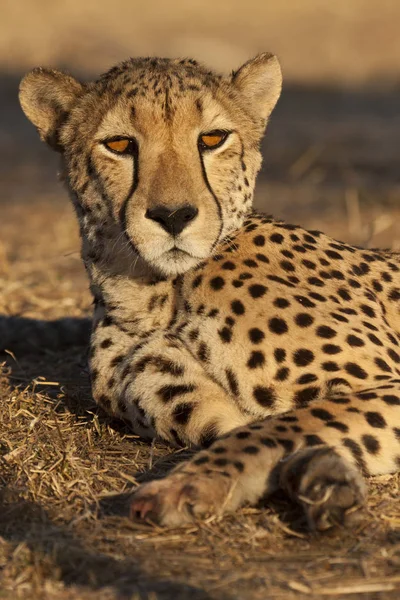 Guépard Tacheté Grand Chat Prédateur — Photo