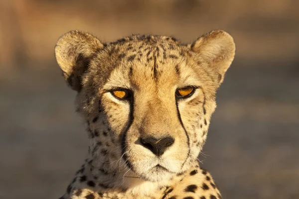 African Spotted Cheetah Predator Big Cat — Stock Photo, Image