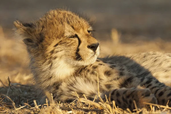 Benekli Afrika Çitası Yırtıcı Büyük Kedi — Stok fotoğraf