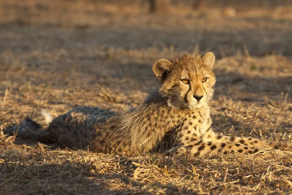 Guépard Tacheté Grand Chat Prédateur — Photo