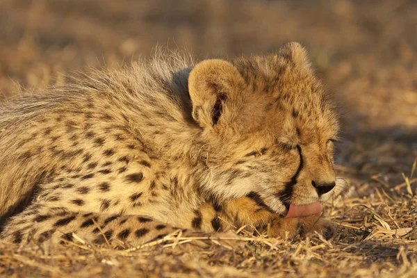 Młody Gepard Acinonyx Jubatus Portrecie — Zdjęcie stockowe