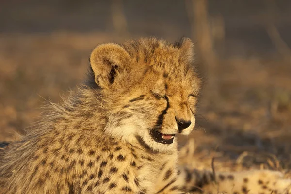 Jeune Guépard Acinonyx Jubatus Portrait — Photo