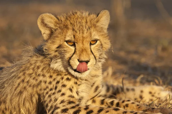 Giovane Ghepardo Acinonyx Jubatus Ritratto — Foto Stock