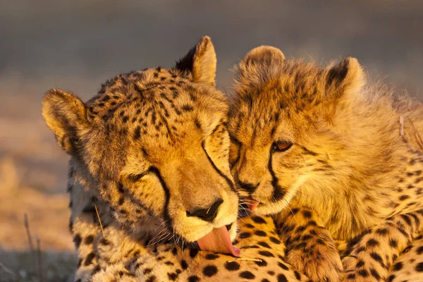 Jeune Guépard Acinonyx Jubatus Mère Guépard Dans Lumière Soir — Photo