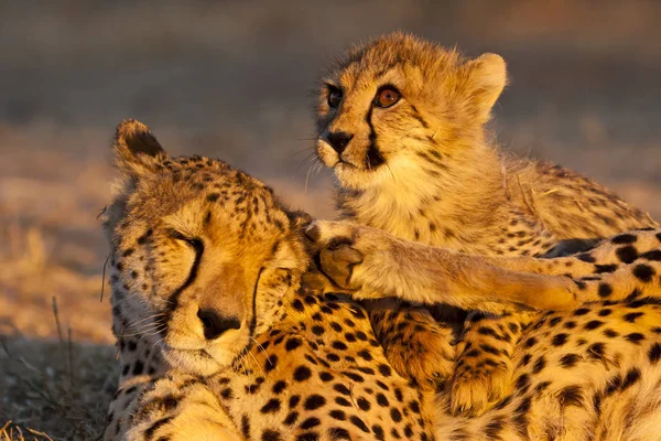 Young Cheetah Acinonyx Jubatus Cheetah Mother Evening Light — Stock Photo, Image