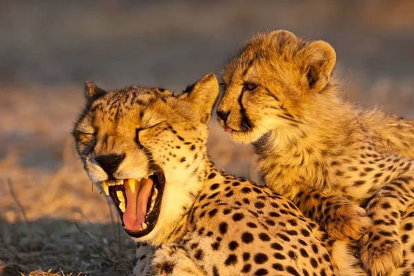 Jeune Guépard Acinonyx Jubatus Mère Guépard Dans Lumière Soir — Photo