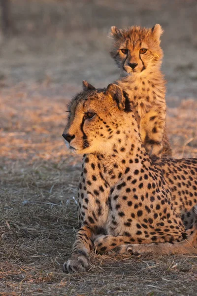 Mladý Gepard Acinonyx Jubatus Gepard Matka Večerním Světle — Stock fotografie