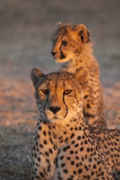 Genç Çita Acinonyx Jubatus Çita Anne Akşam Işığında — Stok fotoğraf