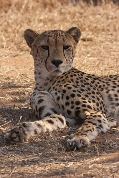 Prédateur Félin Guépard Sauvage Mammifère Animal — Photo