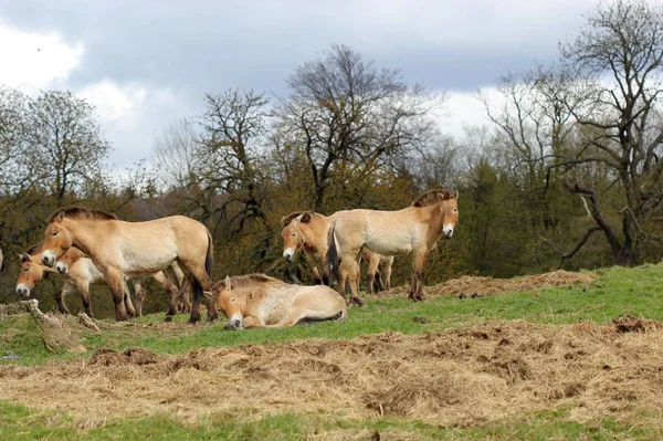 Caballos Przewalski Sababurg Tierpark —  Fotos de Stock