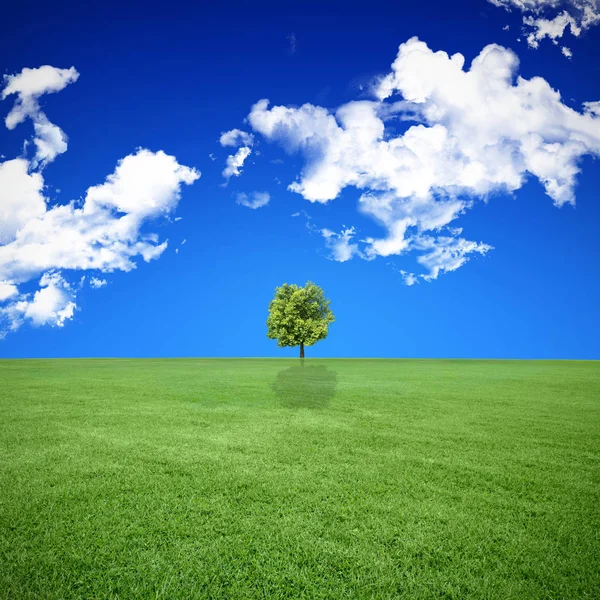 Een Foto Van Een Blauwe Lucht Een Groen Veld — Stockfoto