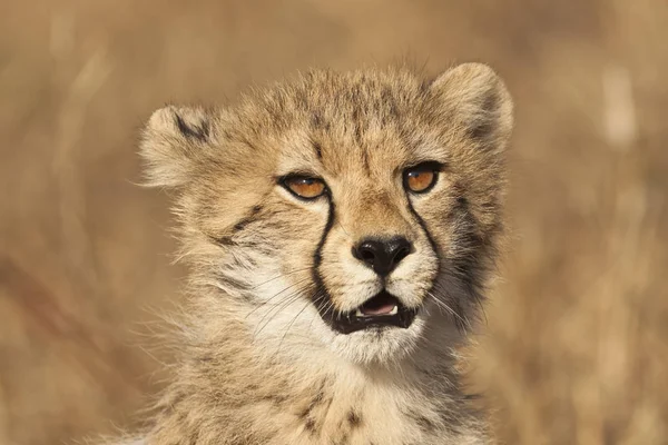 Fiatal Gepárd Acinonyx Jubatus Portréban — Stock Fotó