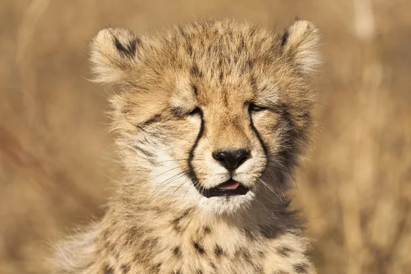 Молодой Гепард Acinonyx Jubatus Портрете — стоковое фото