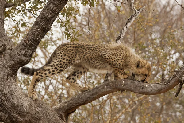 Young Animals Selective Focus — Stock Photo, Image