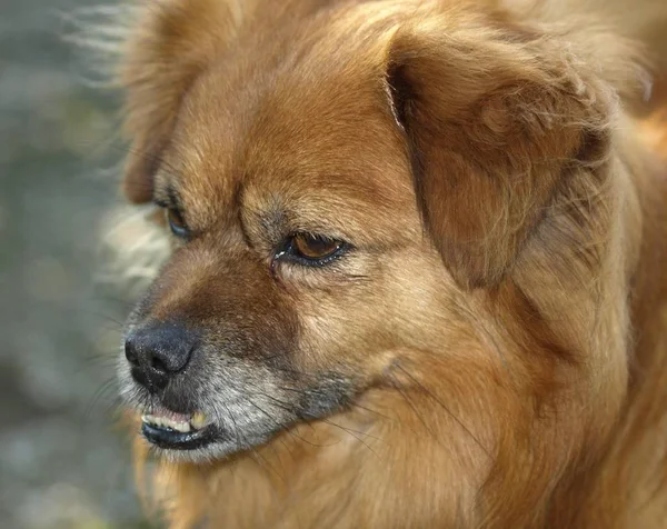 Ritratto Del Cane Animale Domestico — Foto Stock